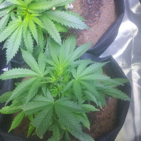 Chocolate this autoflower growlog timeline photo