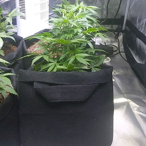 Chocolate this autoflower growlog timeline photo