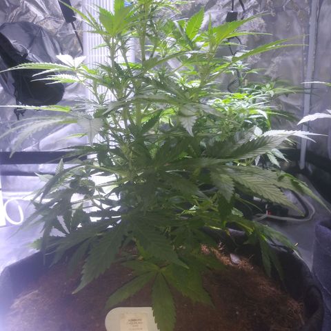 Chocolate this autoflower growlog timeline photo