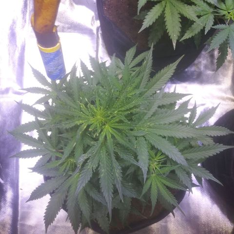 Chocolate this autoflower growlog timeline photo