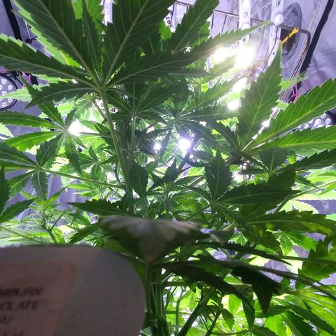 Chocolate this autoflower growlog timeline photo