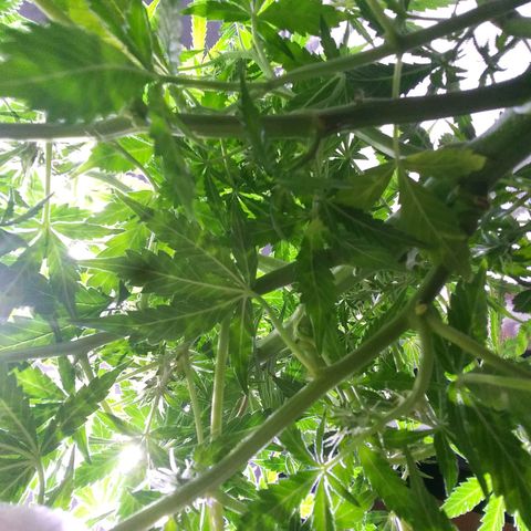 Chocolate this autoflower growlog timeline photo
