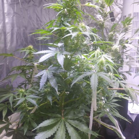 Chocolate this autoflower growlog timeline photo