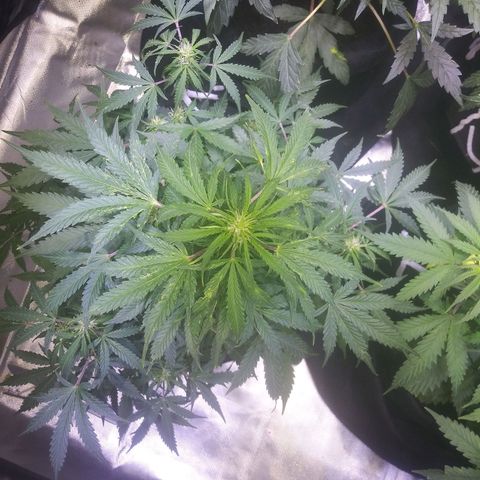 Chocolate this autoflower growlog timeline photo