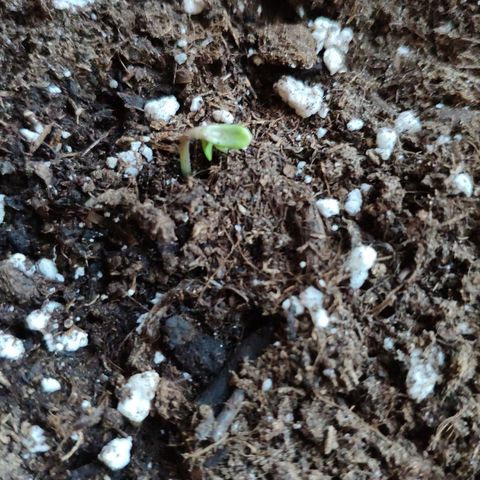 Anna growlog timeline photo