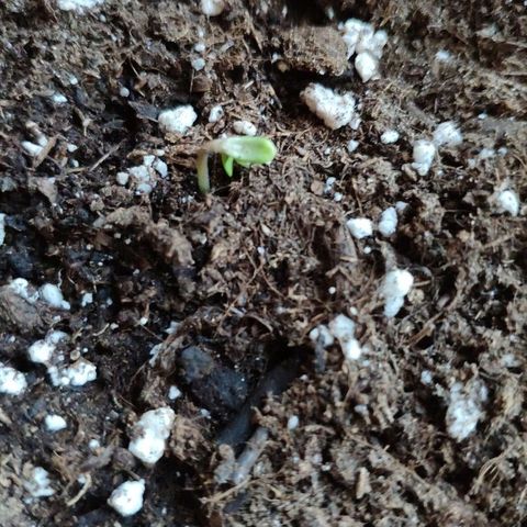 Anna growlog timeline photo