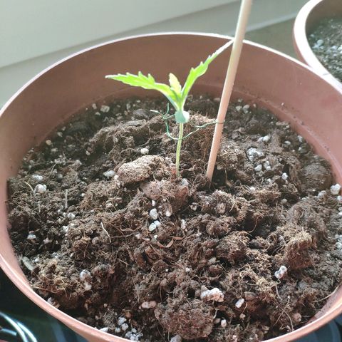 Anna growlog timeline photo