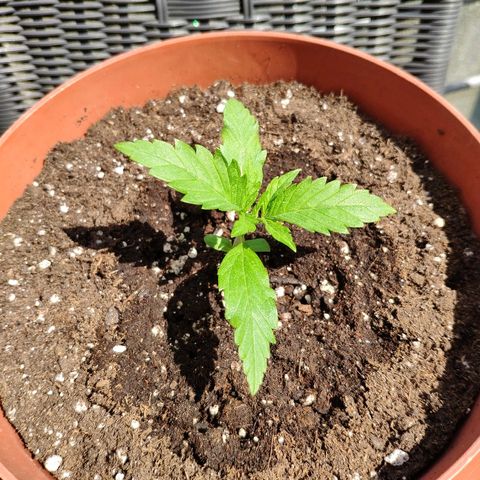 Anna growlog timeline photo