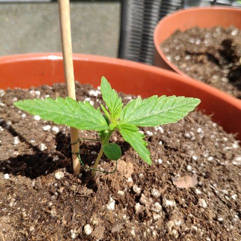 Marie2 growlog timeline photo