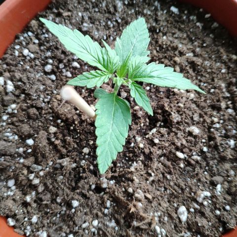 Marie2 growlog timeline photo