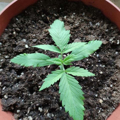 Anna growlog timeline photo