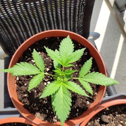 Anna growlog timeline photo
