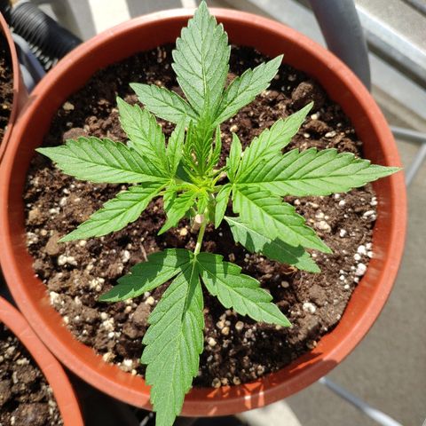 Marie2 growlog timeline photo