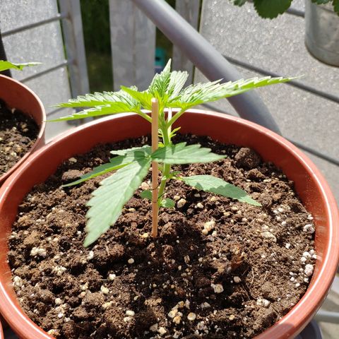 Marie2 growlog timeline photo