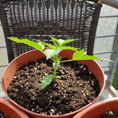 Anna growlog timeline photo