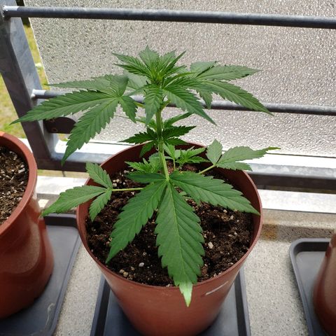 Anna growlog timeline photo