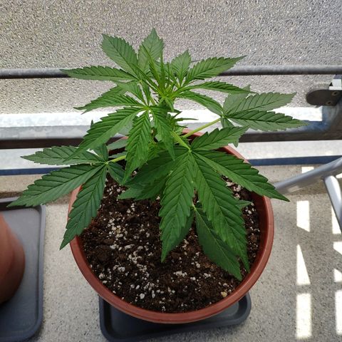 Marie2 growlog timeline photo