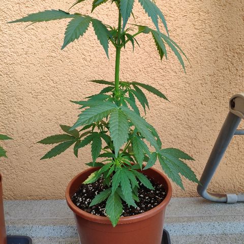 Marie2 growlog timeline photo