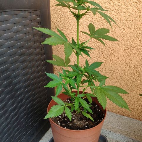 Anna growlog timeline photo