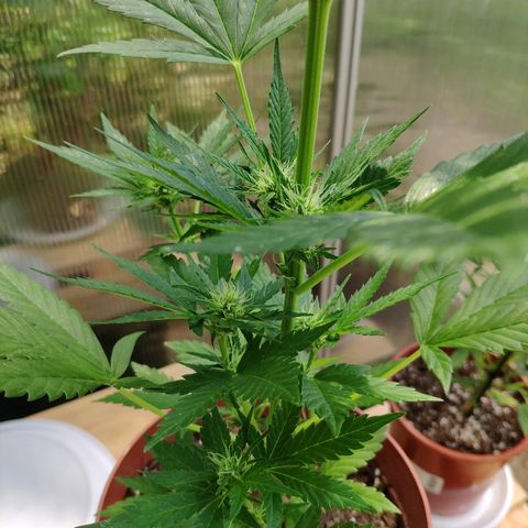 Anna growlog timeline photo