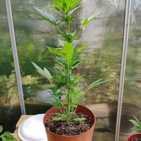 Anna growlog timeline photo