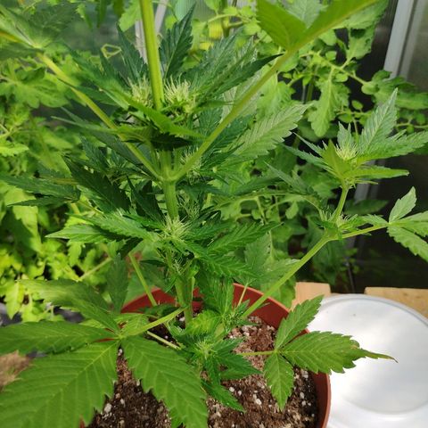 Anna growlog timeline photo