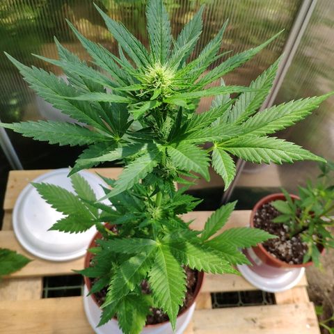 Anna growlog timeline photo