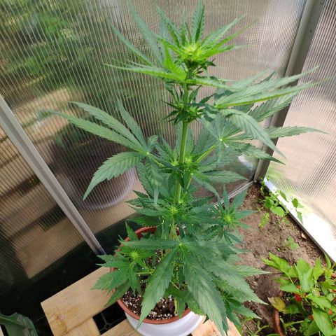 Marie2 growlog timeline photo