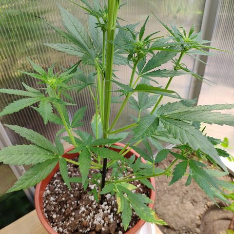 Marie2 growlog timeline photo