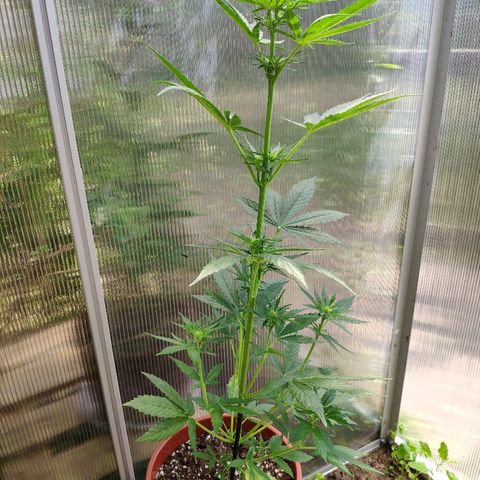 Marie2 growlog timeline photo