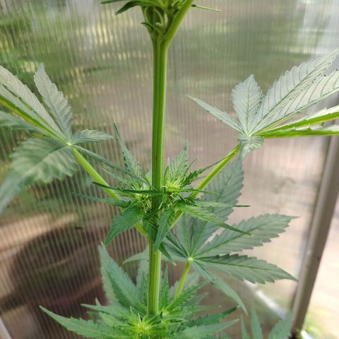 Marie2 growlog timeline photo