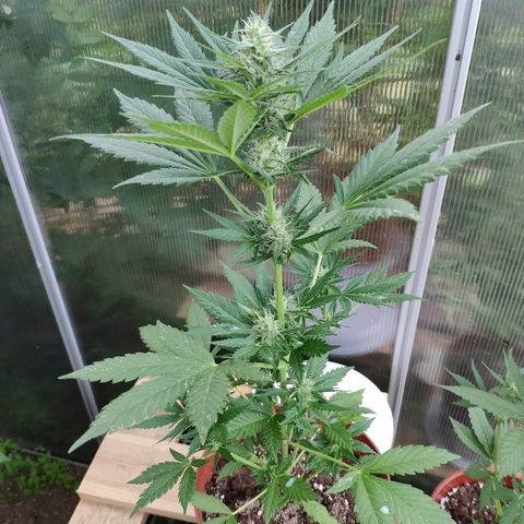 Anna growlog timeline photo