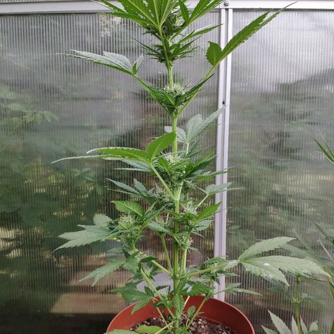 Anna growlog timeline photo