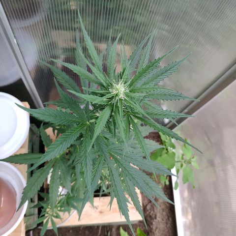 Marie2 growlog timeline photo