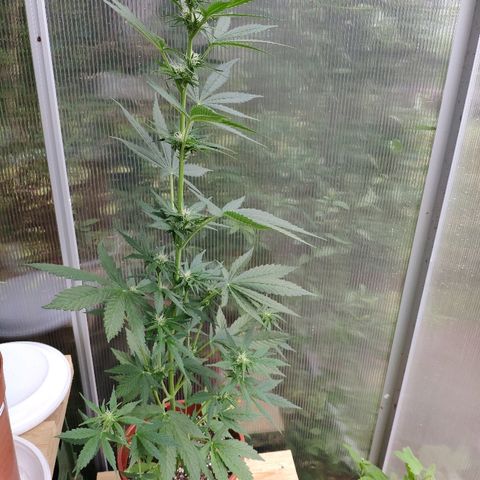 Marie2 growlog timeline photo