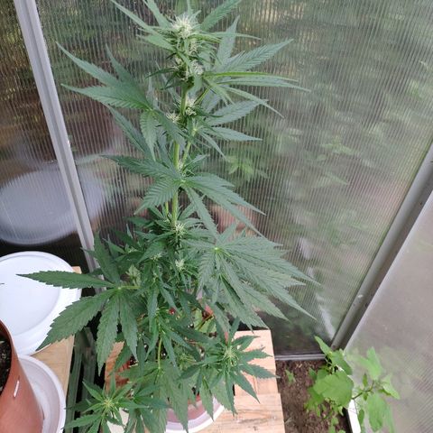 Marie2 growlog timeline photo