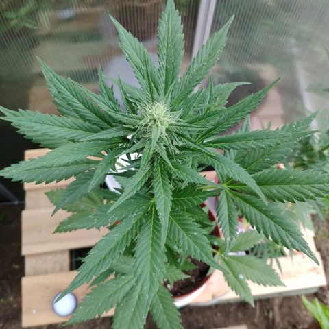 Anna growlog timeline photo