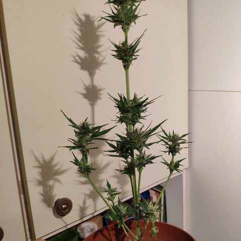 Anna growlog timeline photo