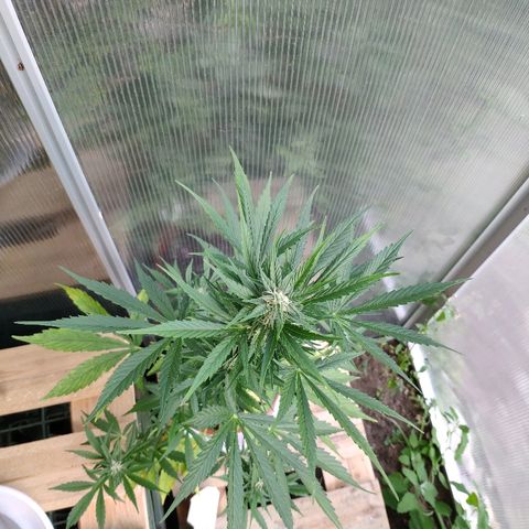 Marie2 growlog timeline photo