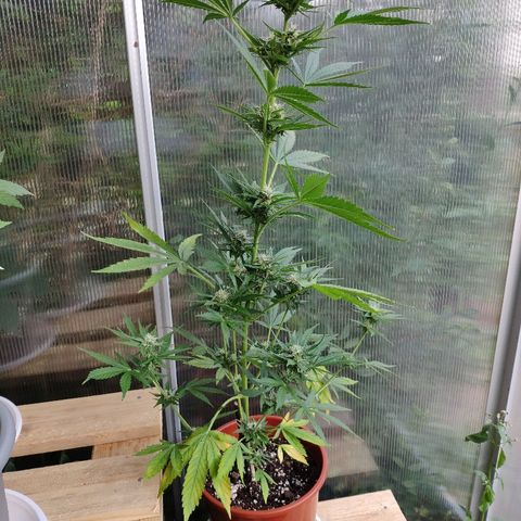 Marie2 growlog timeline photo