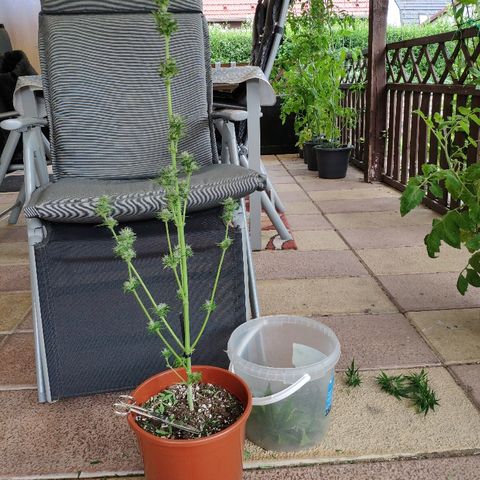 Marie2 growlog timeline photo