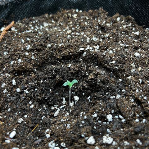 Milky Way growlog timeline photo