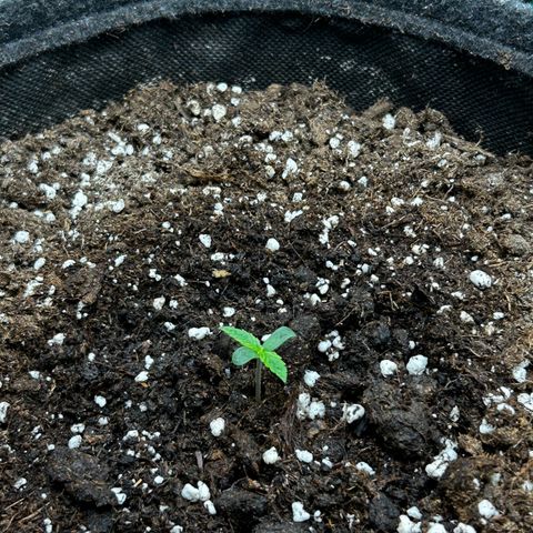 Milky Way growlog timeline photo