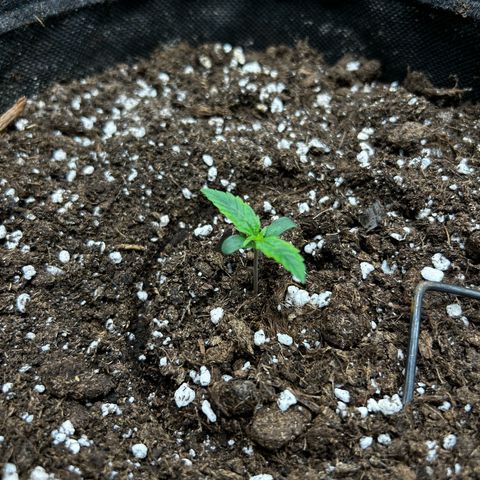 Milky Way growlog timeline photo