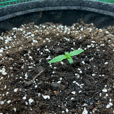 Milky Way growlog timeline photo