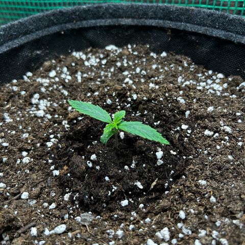 Milky Way growlog timeline photo