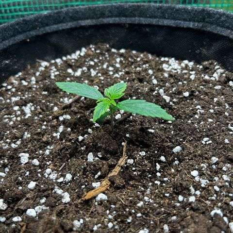 Milky Way growlog timeline photo