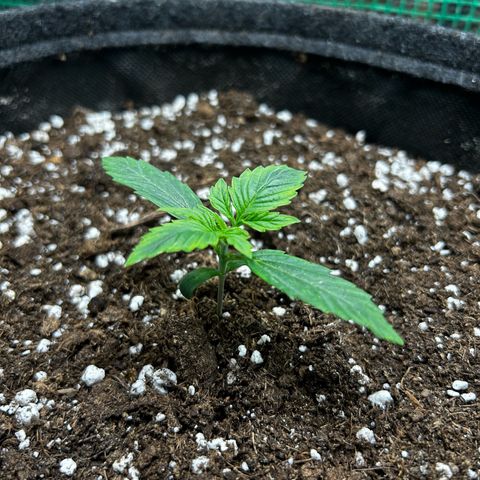 Milky Way growlog timeline photo