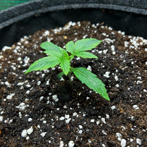 Milky Way growlog timeline photo