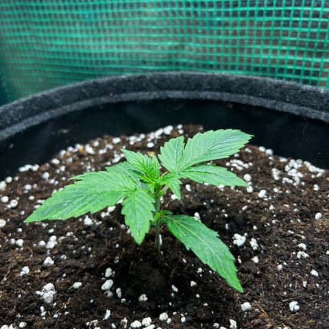 Milky Way growlog timeline photo